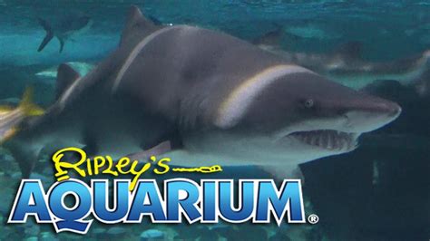 Ripley's Aquarium of Myrtle Beach Tour & Review with The Legend - YouTube