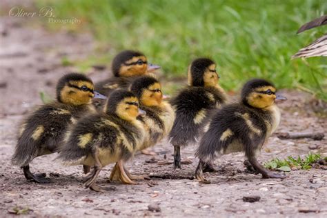 Sextuplets by OliverBPhotography on DeviantArt