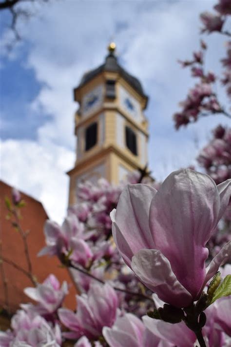 Free stock photo of church, flowers, magnolia