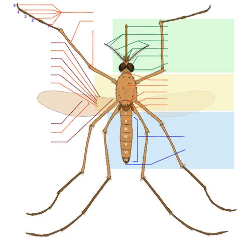 Download Culex Pipiens Diagram Fr SVG | FreePNGImg