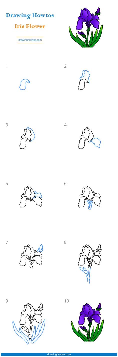 How to Draw Iris Flowers - Step by Step Easy Drawing Guides - Drawing Howtos