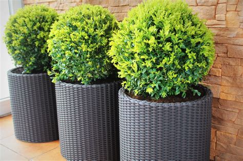 Arbustos para vasos ou pequenos jardins. Compras online — Plantamus ...