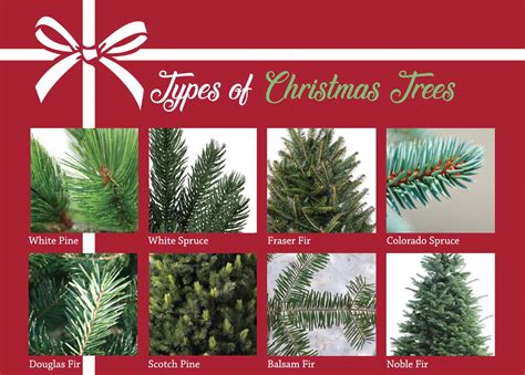 Types of Christmas Trees – Harrisburg Magazine