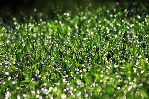 Why Mowing a Lawn When Wet Is (Usually) Bad