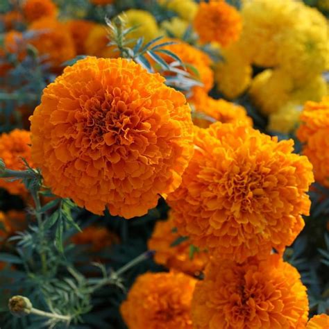 Mix African Marigold Seeds, Flower Seeds#59 – Rooted Retreat