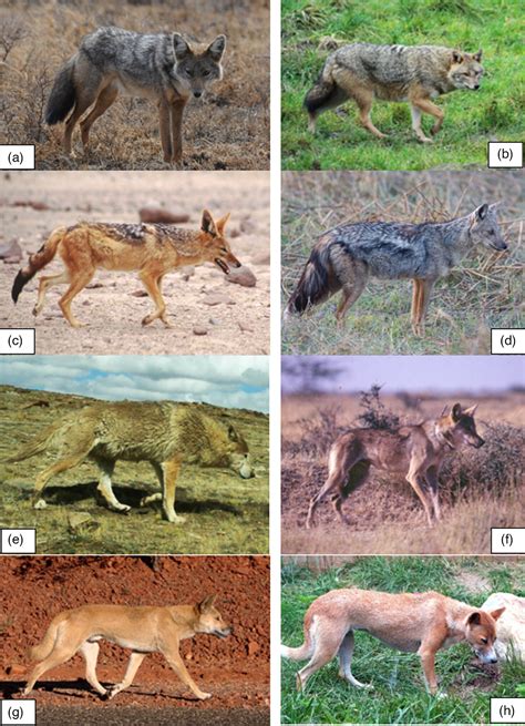 Towards resolving taxonomic uncertainties in wolf, dog and jackal ...