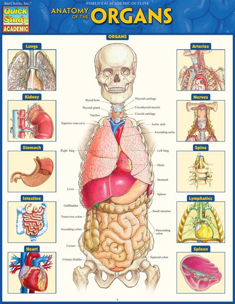 Anatomy of the Organs (Quick Study Academic) - Medical Books Free