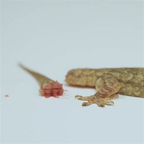 Can A Lizards Tail Regenerate An Entire Body? Exploring Natures ...