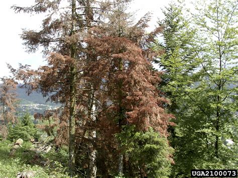 silver fir bark beetle (Pityokteines curvidens)