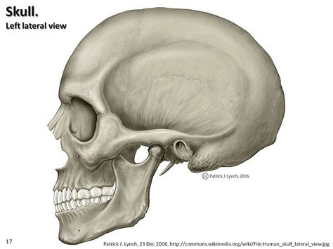 Skull illustration, lateral view - Axial Skeleton Visual A… | Flickr