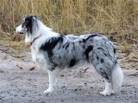 Border Collie Breed Guide - Learn about the Border Collie.