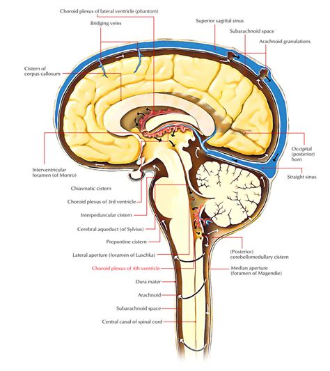 Choroid Plexus – Earth's Lab