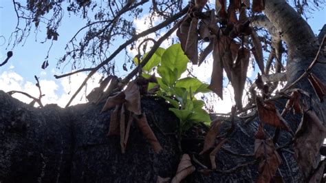 The Lahaina Banyan Tree: New Leaves Have Sprouted - Hawaii Magazine