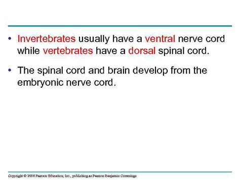 Chapter 49 Nervous Systems Power Point Lecture Presentations