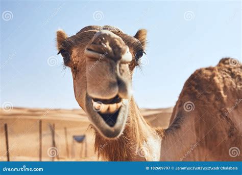 Funny camel in desert stock image. Image of head, funny - 182609797