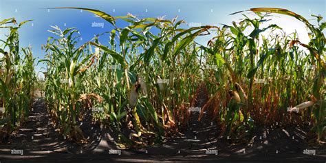 360° view of Field of maize - Alamy