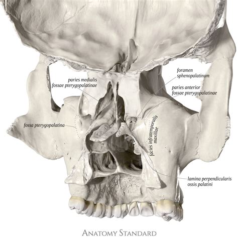 Topography of The Skull: Pterygopalatine fossa