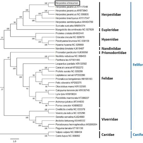 Neighbor-Joining tree of Herpestes ichneumon and other Feliformia and ...