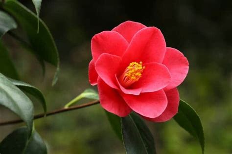 Japanese Camellia Flower | Camellia japonica | BioExplorer