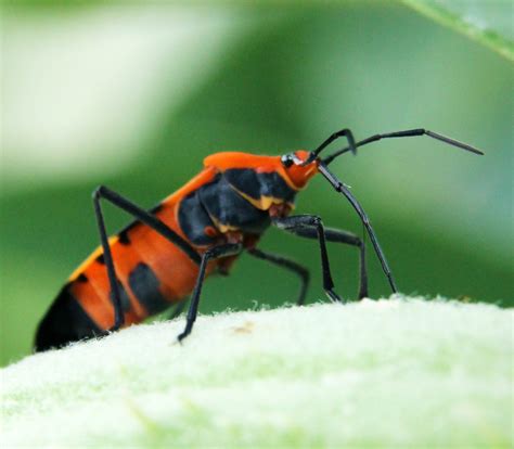 Insectos comunes del algodoncillo - Horticultura de Wisconsin | ISNCA