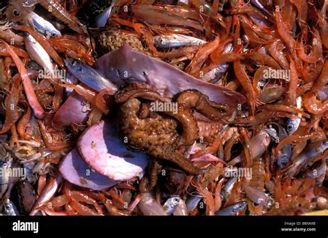 Bottom Trawling Bycatch