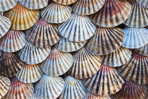 Scallop shells - Keeping it Natural - Topaz Community