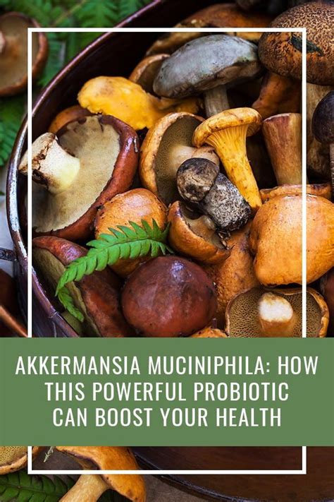 Akkermansia Muciniphila: How This Powerful Probiotic Can Boost Your ...