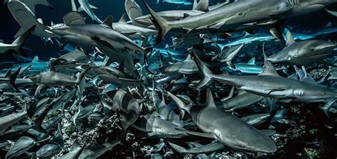 Facts about Sharks | Everything you need to know about Sharks | Ocean Scuba Dive