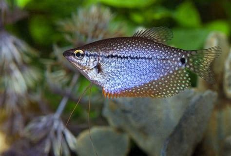 Pearl Gourami 101: Care, Diet, Tank Size, Tank Mates & More - Aquarium Part