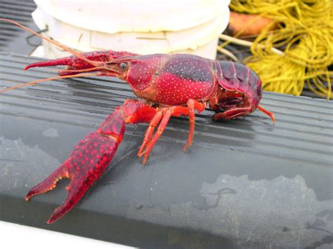 red-swamp crayfish or mudbug | The common red-swamp crayfish… | Flickr