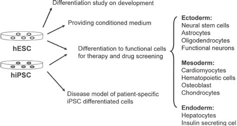 Applications of human embryonic stem cells (hESCs) and induced... | Download Scientific Diagram