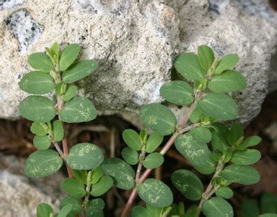 Prostrate Spurge (Spotted Spurge) – Identification and Control | Walter Reeves: The Georgia Gardener