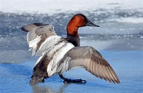 Canvasback - Description, Habitat, Image, Diet, and Interesting Facts