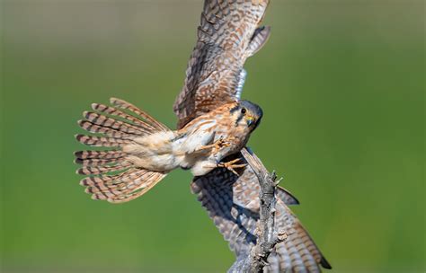 American Kestrel | San Diego Zoo Animals & Plants