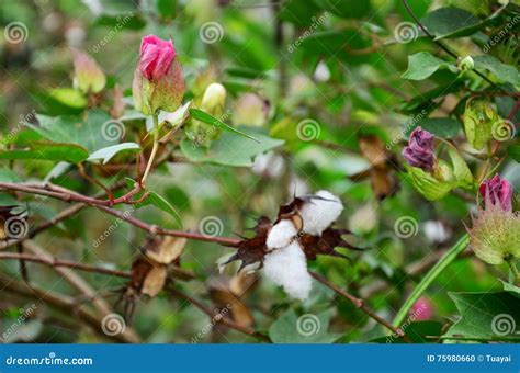 Flower of Gossypium Herbaceum or Cotton Flowers on Tree Stock Photo ...