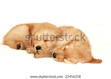 Two Adorable Golden Retriever Puppies Sleeping Stock Photo 22456258 ...