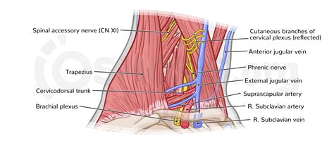 Occipital Artery Posterior Triangle