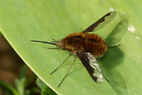 Le Grand bombyle - VivArmor Nature