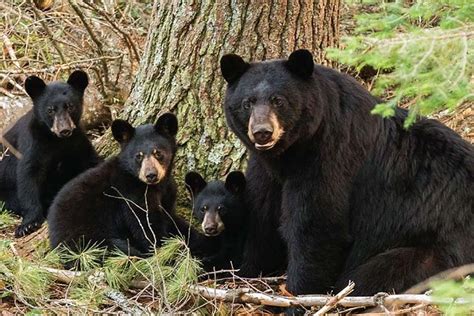 Please Don't Feed The Bears! - Smoky Mountain Ziplines