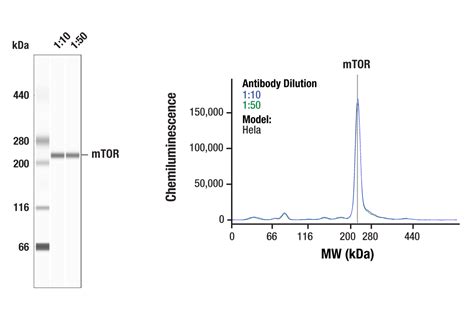 mTOR Pathway Antibody Sampler Kit | Cell Signaling Technology