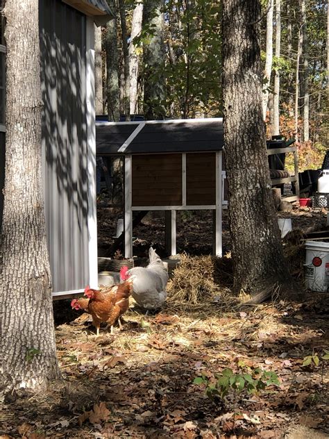 What Are the Most Popular Backyard Chicken Breeds? - Tom Seest