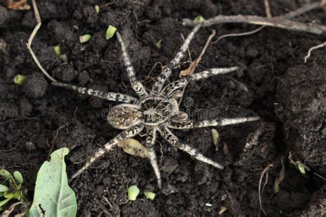 Wolf Spider, Tarantula Lycosa Singoriensis on the Field Stock Image ...