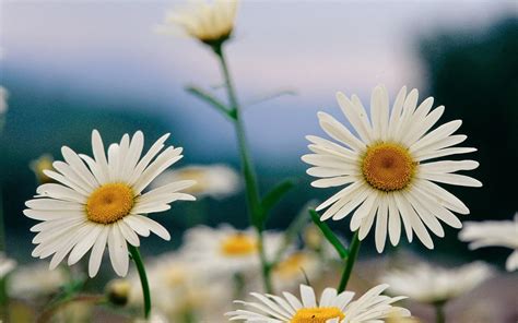 Beautiful Wallpapers for Desktop: Daisy wallpapers hd