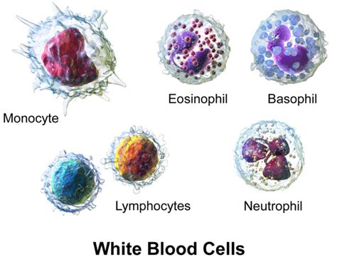 Neutrophils, neutrophils function, causes of low or high absolute neutrophils