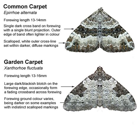 Carpet Moth - Carpet Vidalondon