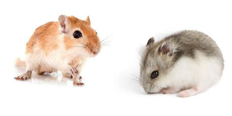 Gerbil vs Hamster - Our Awesome comparison to help you decide