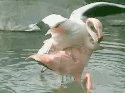 Flamingo Absurdity | Cat gif, Bird gif, Cute animals