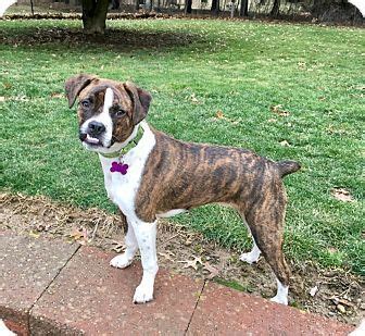 Mentor, OH - Boston Terrier/Boxer Mix. Meet WYATT**8 MONTHS OLD!!, a puppy for adoption. http ...