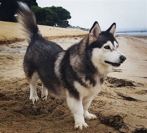 Corgi Husky Mix - A Beautiful Mix Of Breeds - Animal Corner