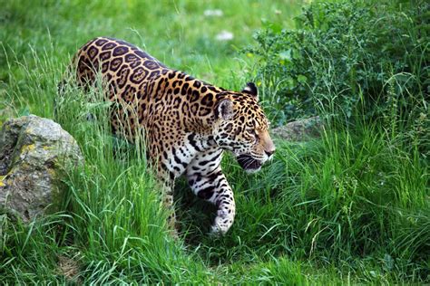 Free Images : wildlife, fauna, leopard, vertebrate, jaguar, safari, big ...